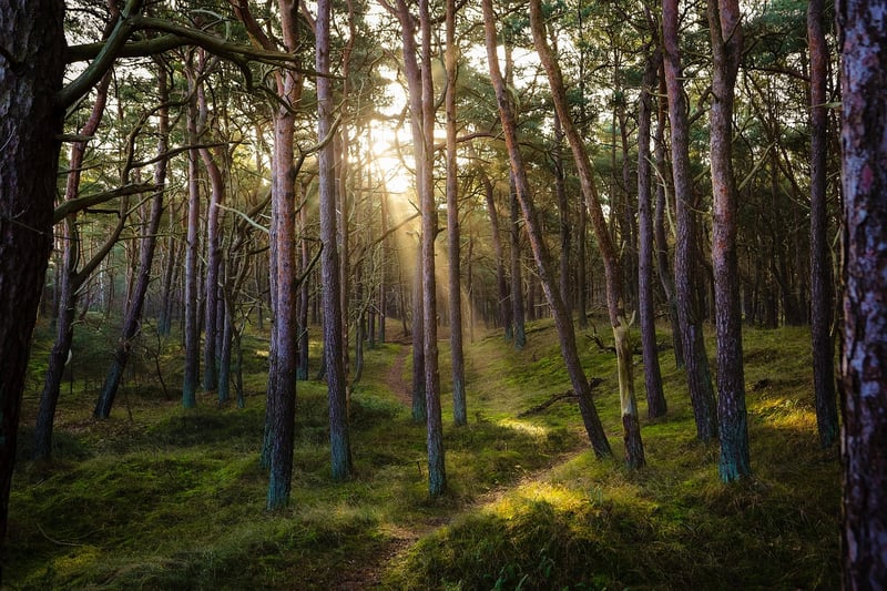 Fairy Tale Forest